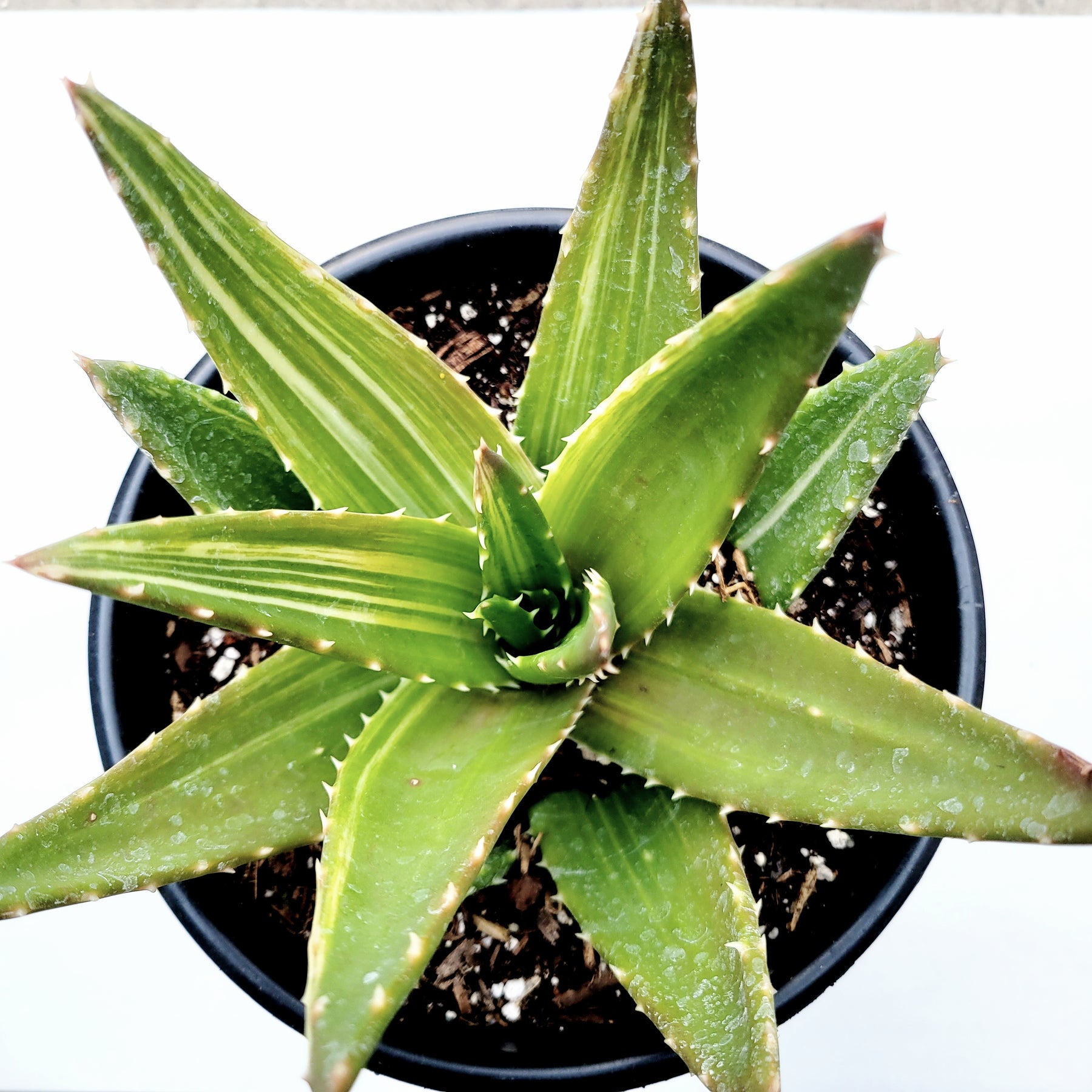 Aloe perfoliata - Mitre Aloe, Rubble Aloe