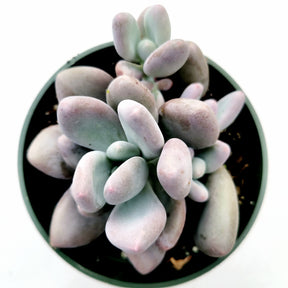 flat moonstone succulent Pachyphytum oviferum