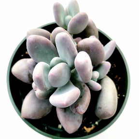 Pachyphytum oviferum - Pink Moonstone - Succulents Depot