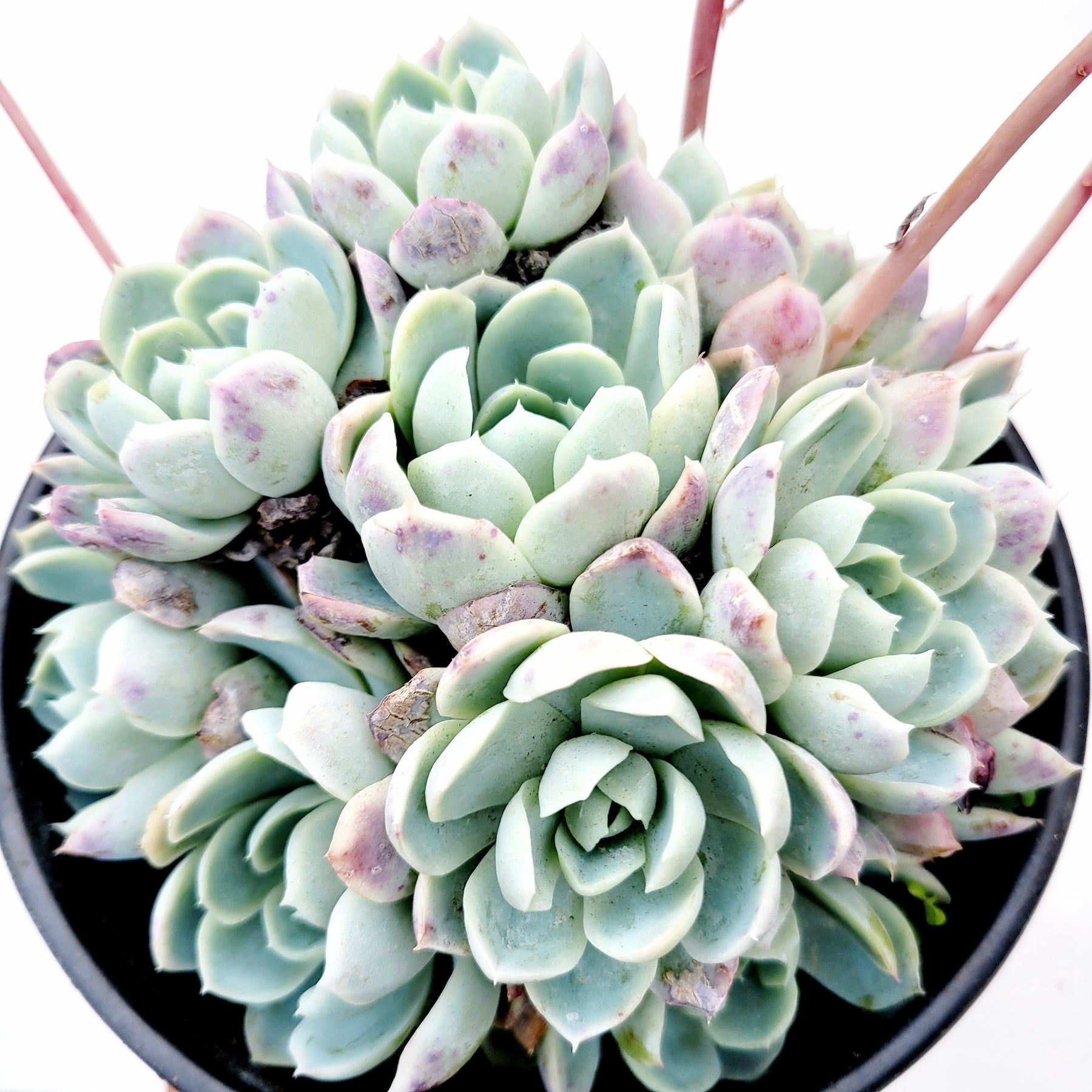 escherichia succulent Echeveria 'Raspberry Ice'