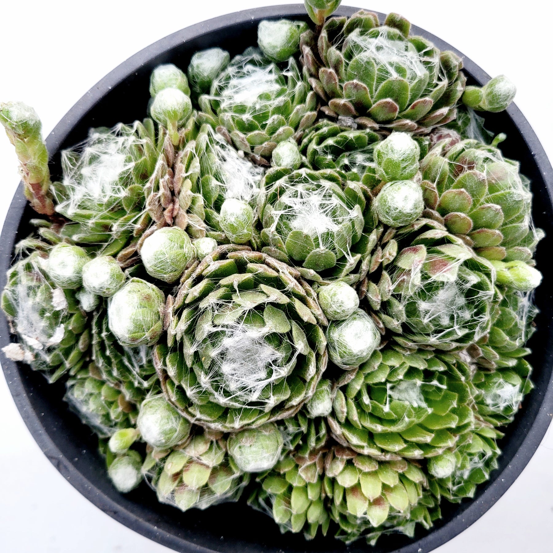 succulent with webbing Sempervivum 'Hurricane'