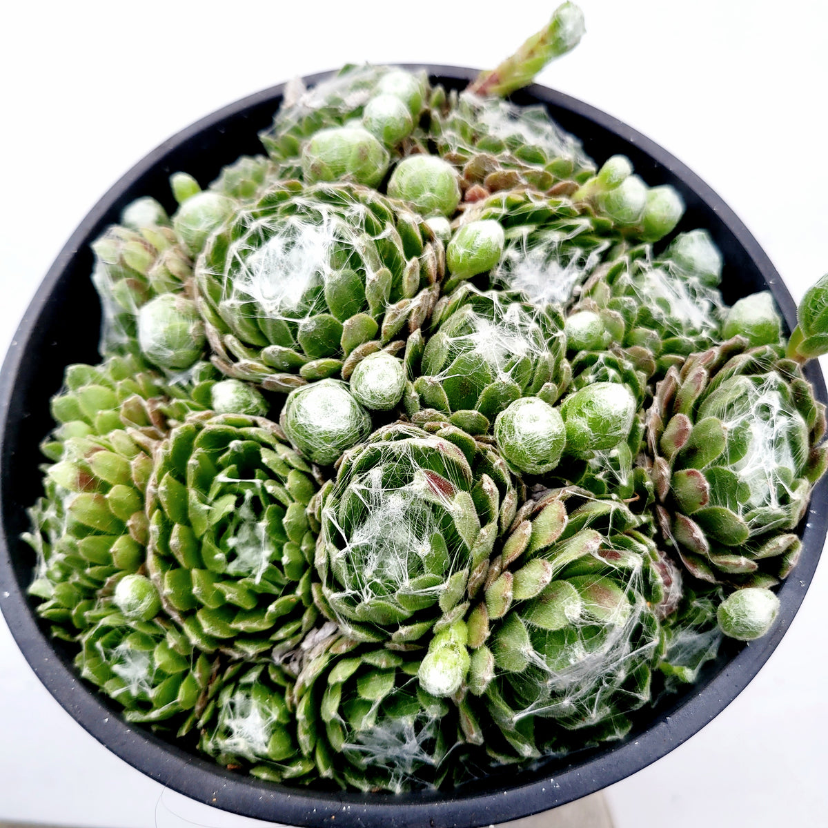 Huernia Zebrina Stapelia 'Life Saver Plant'