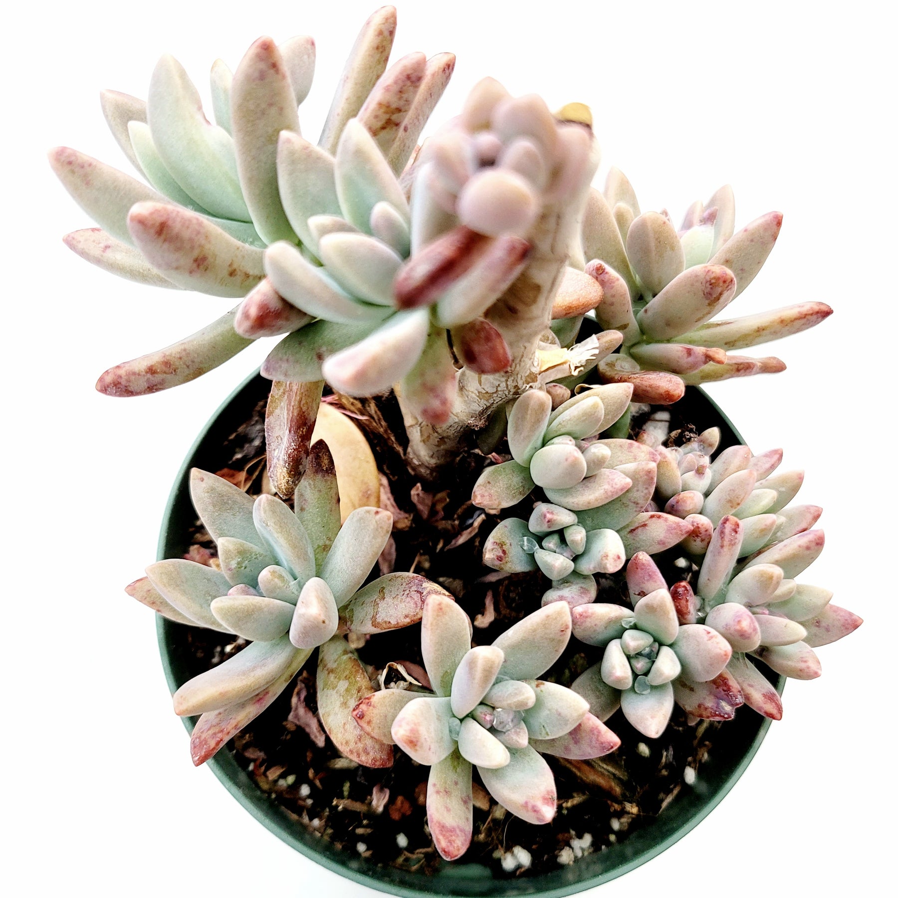 bordines succulents Graptosedum 'Francesco Baldi'