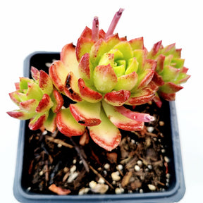 Sedeveria 'Letizia' - Succulents Depot