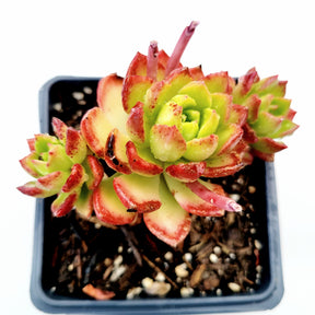 Sedeveria 'Letizia' - Succulents Depot