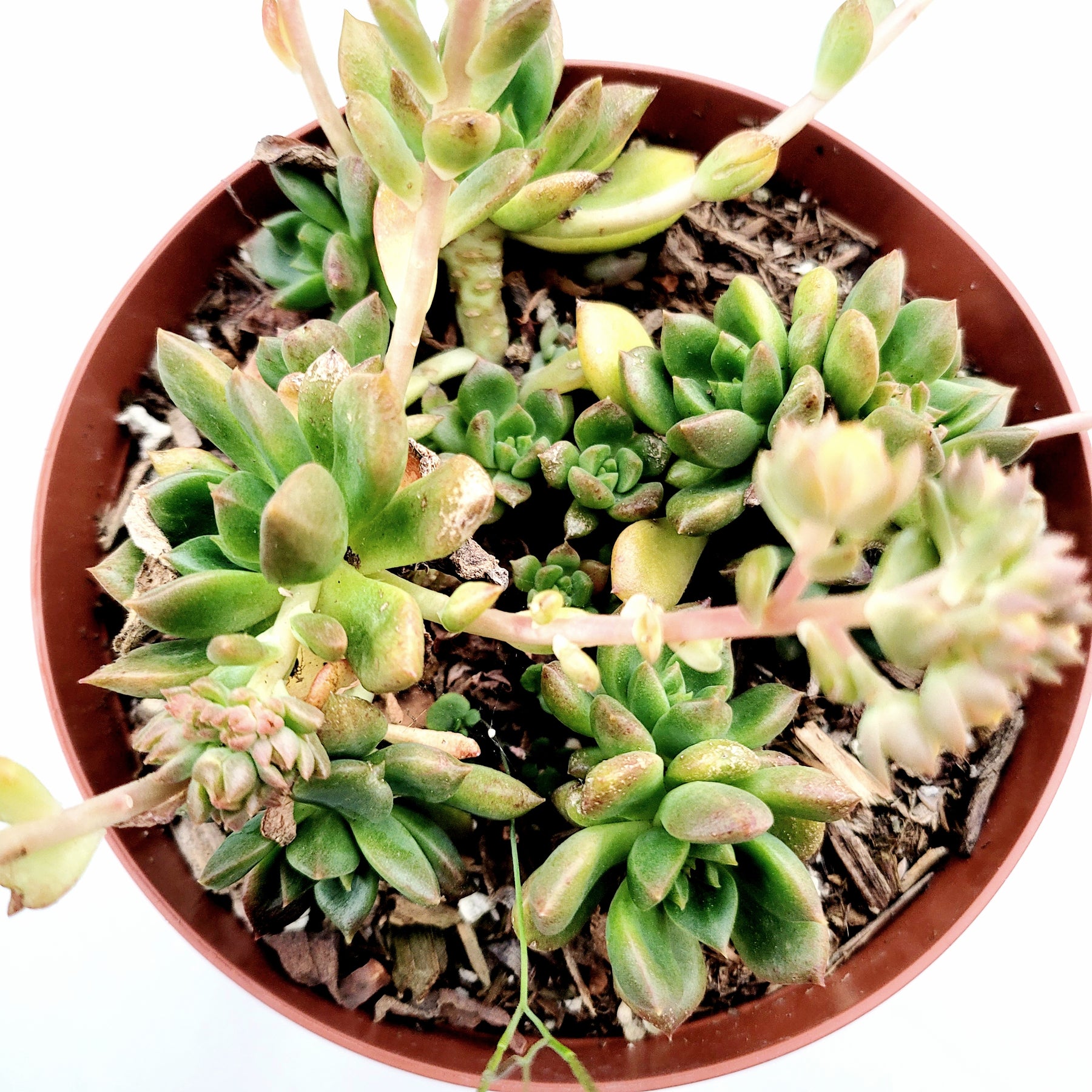 little sleepies succulent plants Echeveria 'Sleepy' -