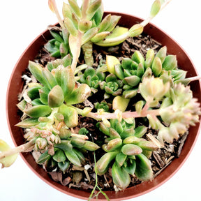 little sleepies succulents Echeveria 'Sleepy' -