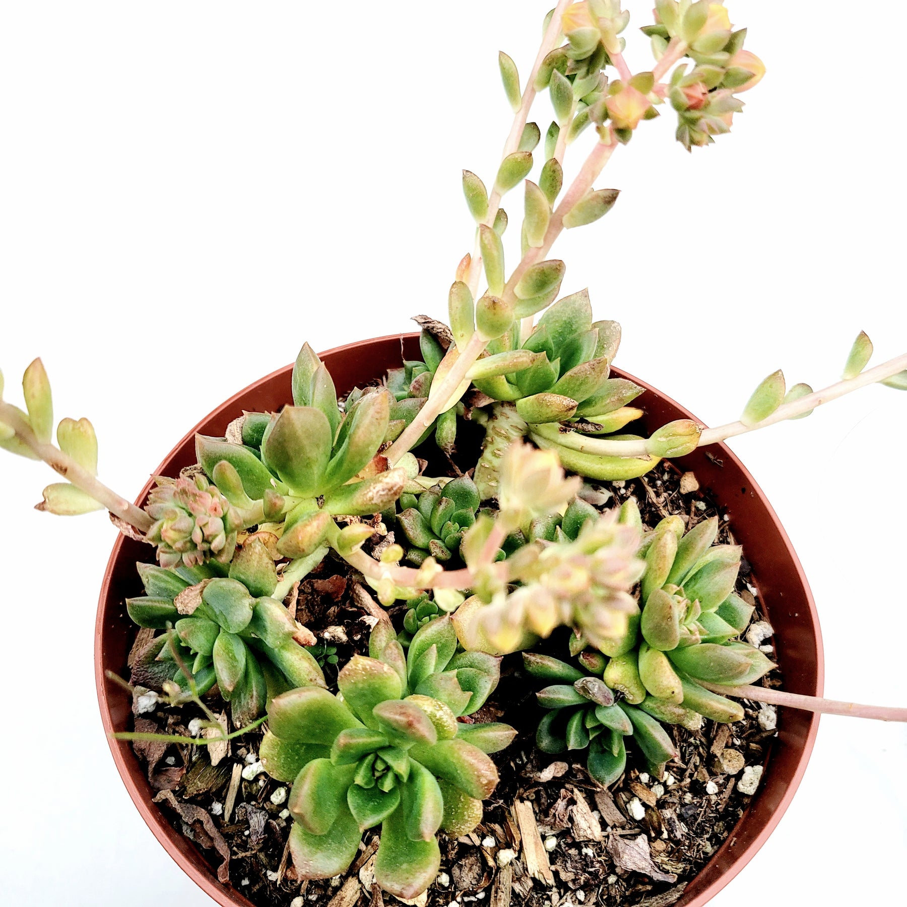 little sleepies succulent Echeveria 'Sleepy'