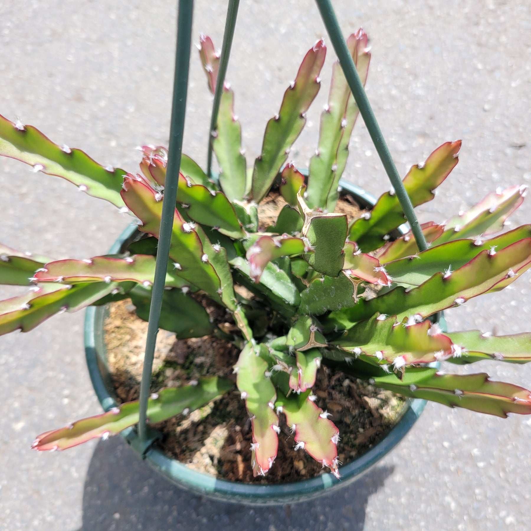 hanging cactus plant Lepismium cruciforme Hurricane Cactus
