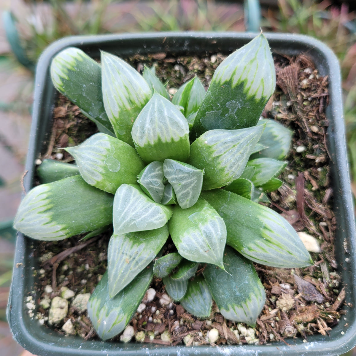 Haworthia Byakuya 'White Night' Variegated