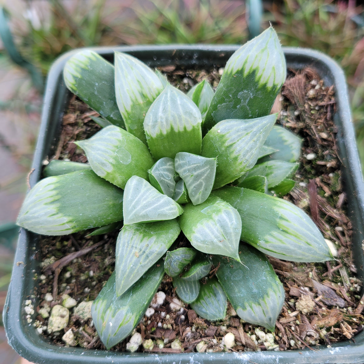 Haworthia Byakuya 'White Night' Variegated