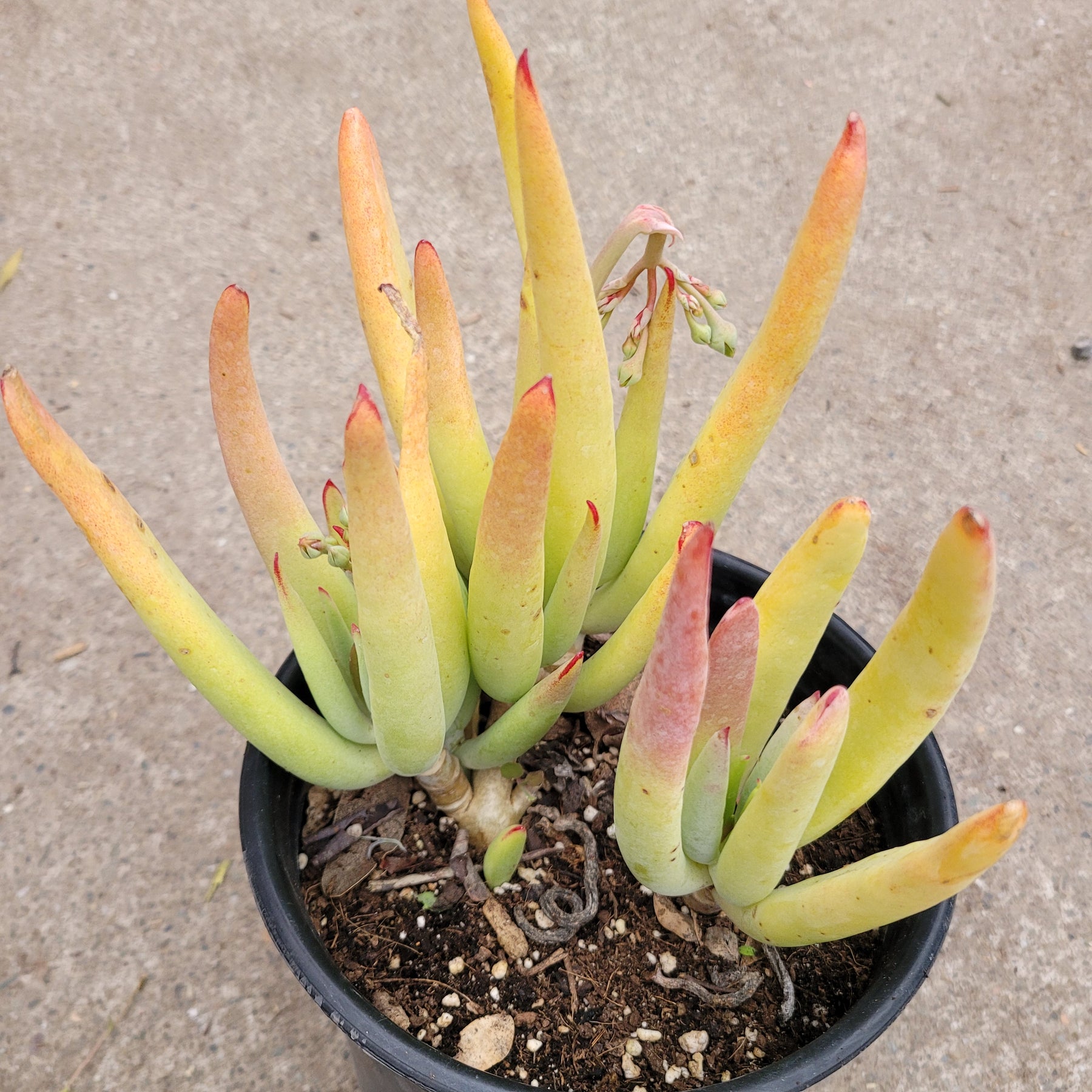 long finger succulent Cotyledon orbiculata “Green Fingers”