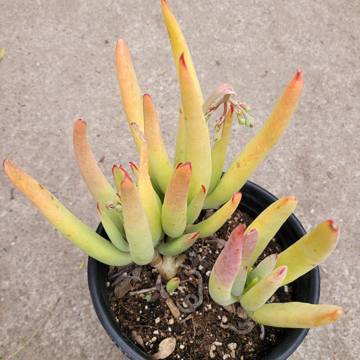 Cotyledon orbiculata “Green Fingers”