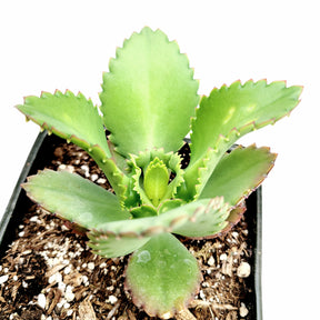 Kalanchoe daigremontiana 'Mother of Thousands'