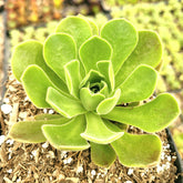 Aeonium 'Ballerina' succulent in a small pot.