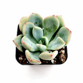 Echeveria Sugared in square pot with pale green leaves.
