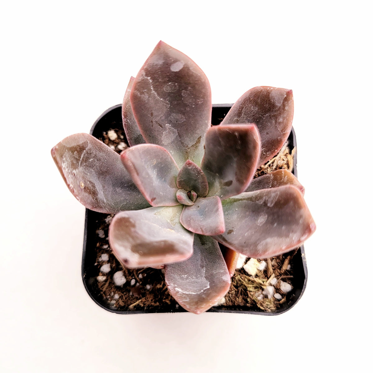 Echeveria hanaikada