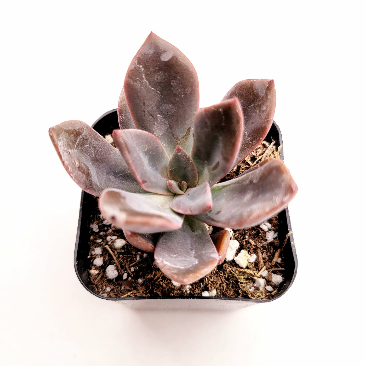 Echeveria hanaikada succulent in a small black pot.