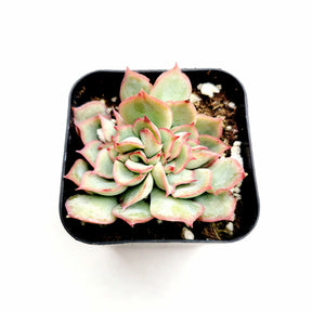 Echeveria pulidonis Crest