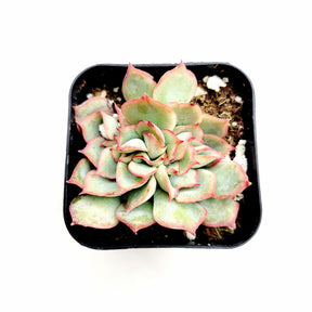Echeveria pulidonis Crest