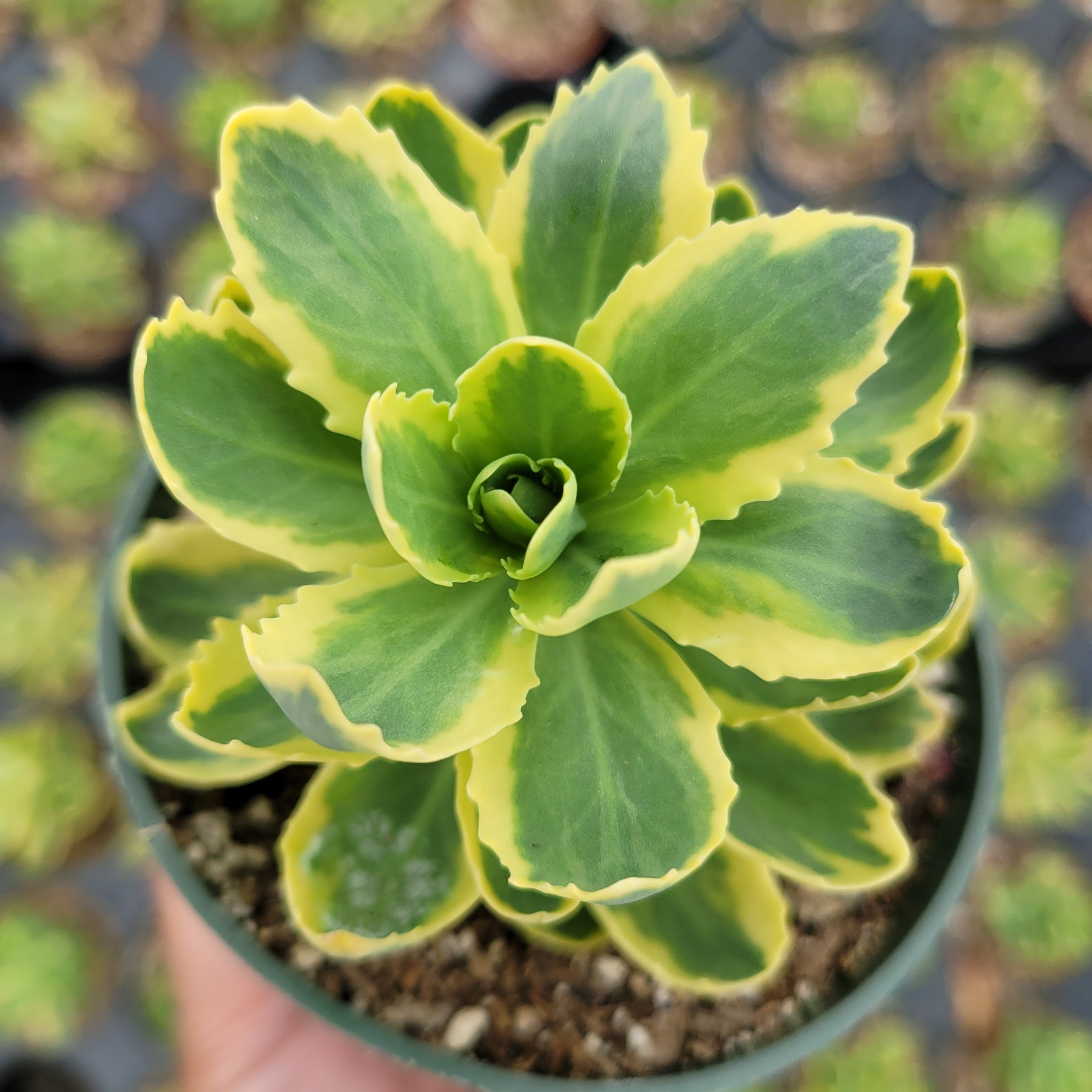 variegated succulent plants Sedum alboroseum 'Mediovariegatum' Variegated