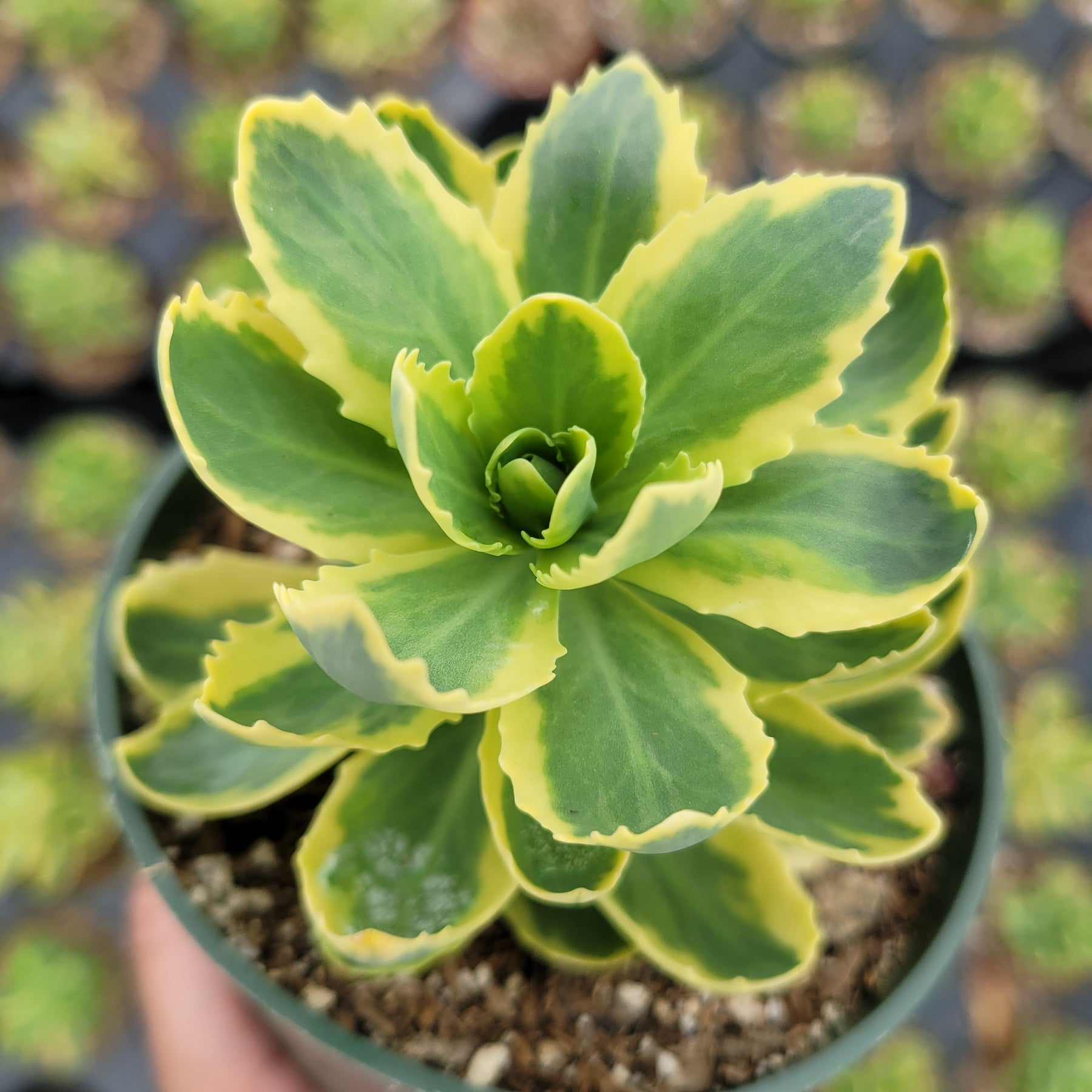 Sedum alboroseum 'Mediovariegatum' Variegated - Succulents Depot