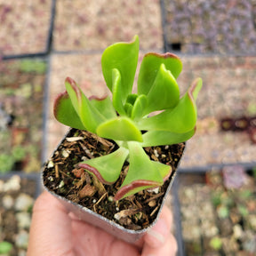 Sedum dendroideum - Tree Stonecrop