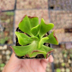 Sedum dendroideum - Tree Stonecrop