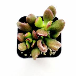jade plant et fingers Crassula ovata 'ET's Fingers' Jade 6 Inch