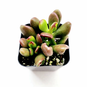et finger jade plant Crassula ovata 'ET's Fingers' Jade 6 Inch