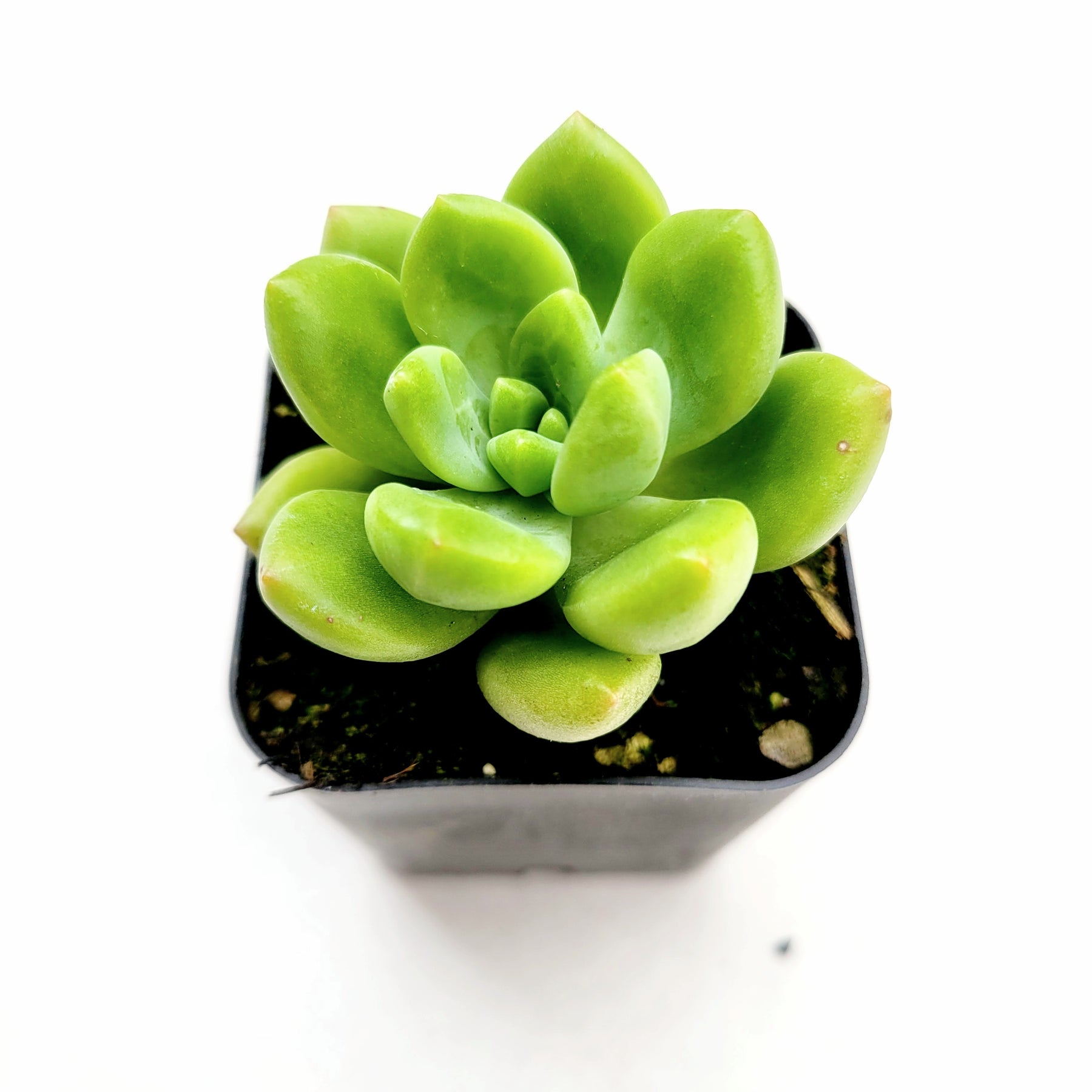 alice in wonderland succulent Sedum 'Alice Evans'