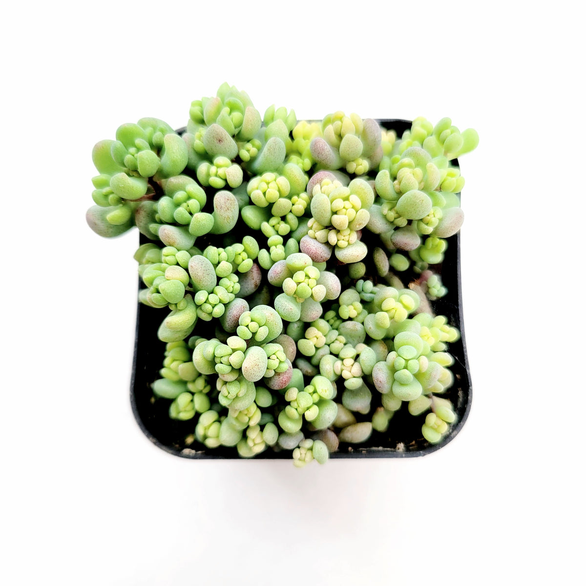 Sedum dasyphyllum 'Corsican Stonecrop'