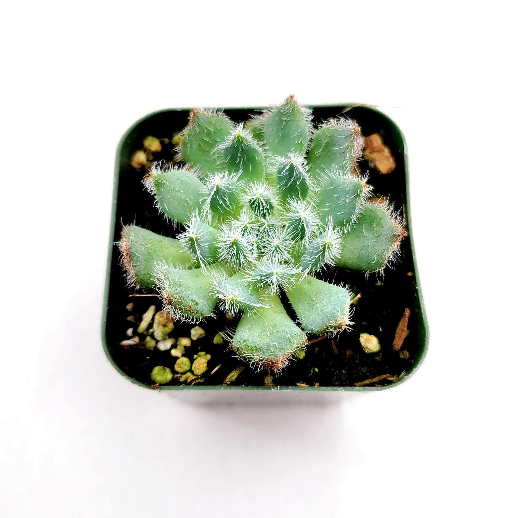mexican succulent plant Echeveria setosa 'Mexican Firecracker' -