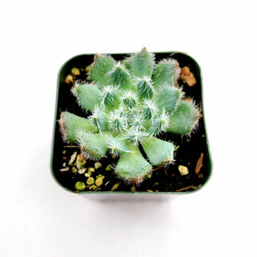 Echeveria setosa 'Mexican Firecracker' - Succulents Depot