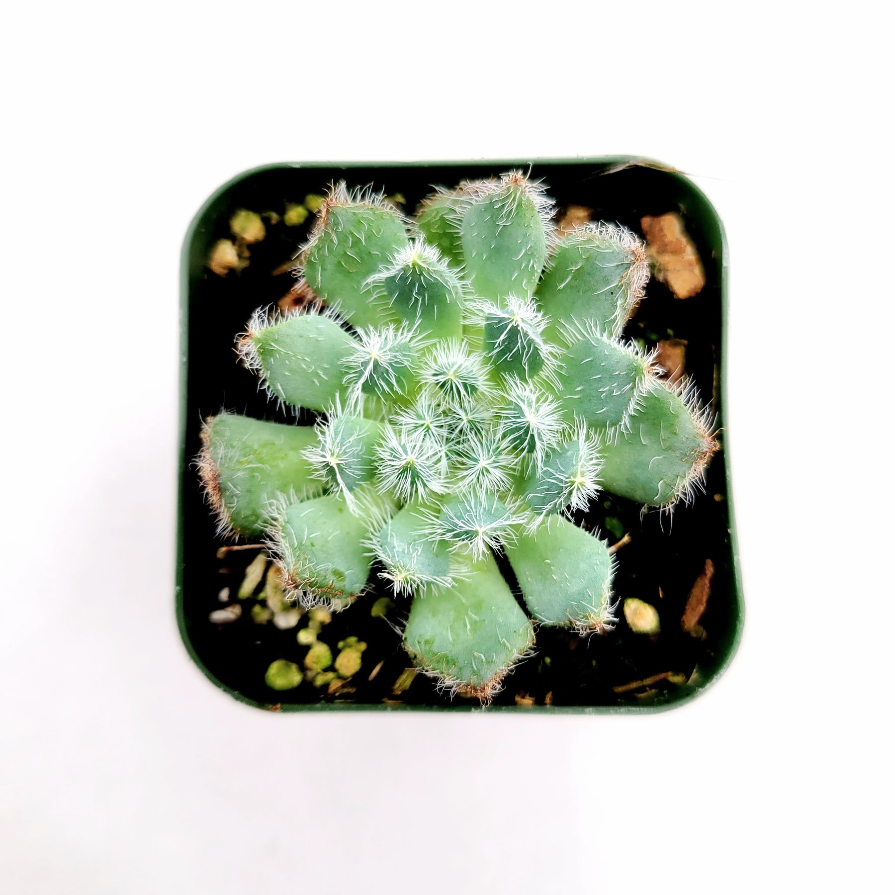 mexican christmas tree succulent Echeveria setosa 'Mexican Firecracker'