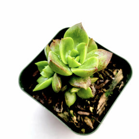 Sedeveria Rolly - Succulents Depot