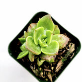 Sedeveria Rolly succulent in a square pot.