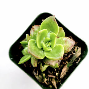 Sedeveria Rolly - Succulents Depot