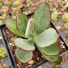 Cotyledon 'Mint Truffles'