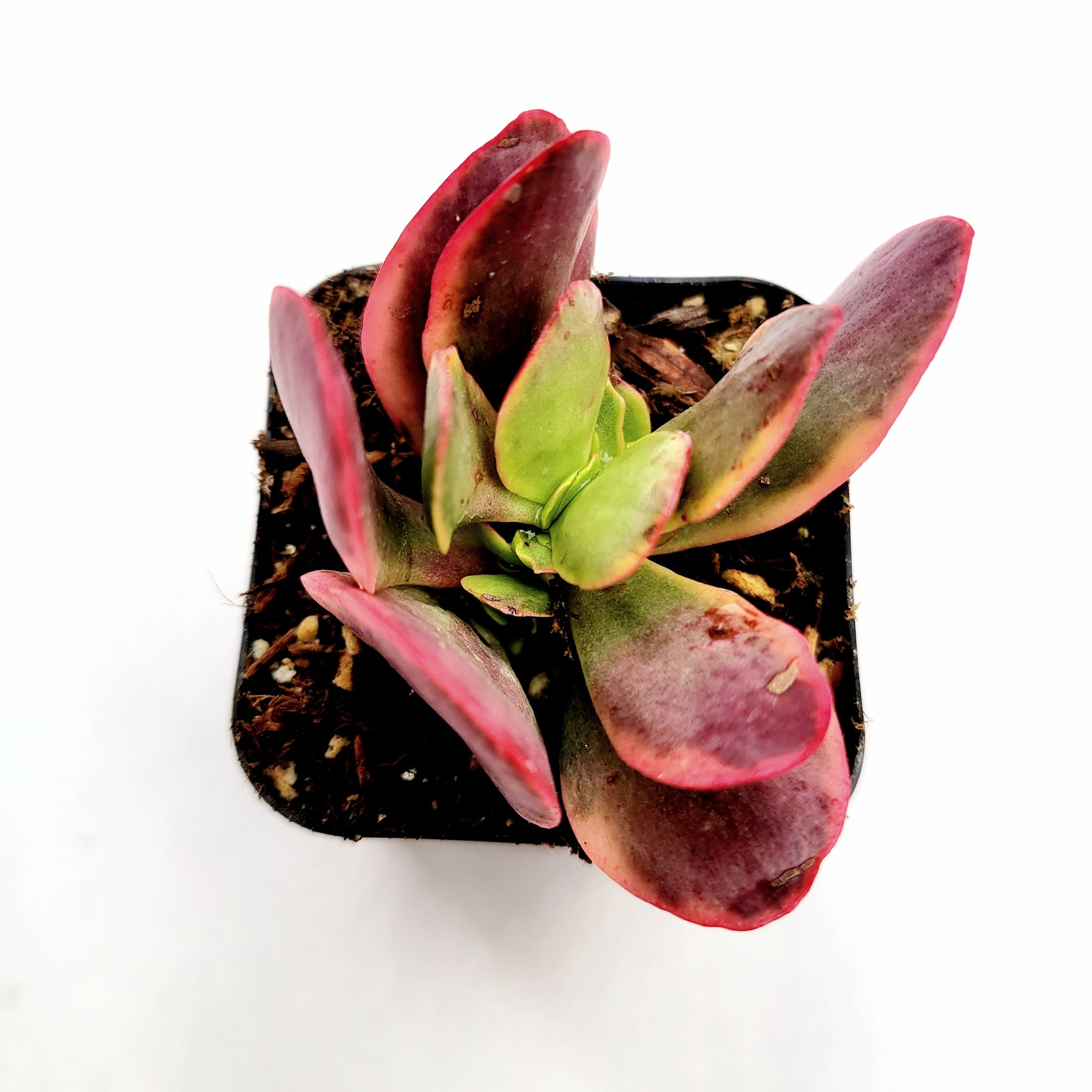 crassula platyphylla succulent Crassula platyphylla f. Variegata