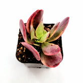 Crassula platyphylla f. Variegata in a small black pot.