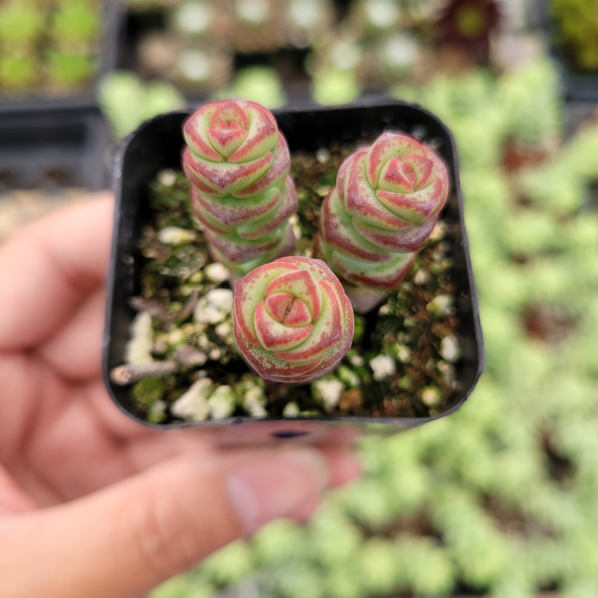 Crassula 'Jade Necklace' - Succulents Depot