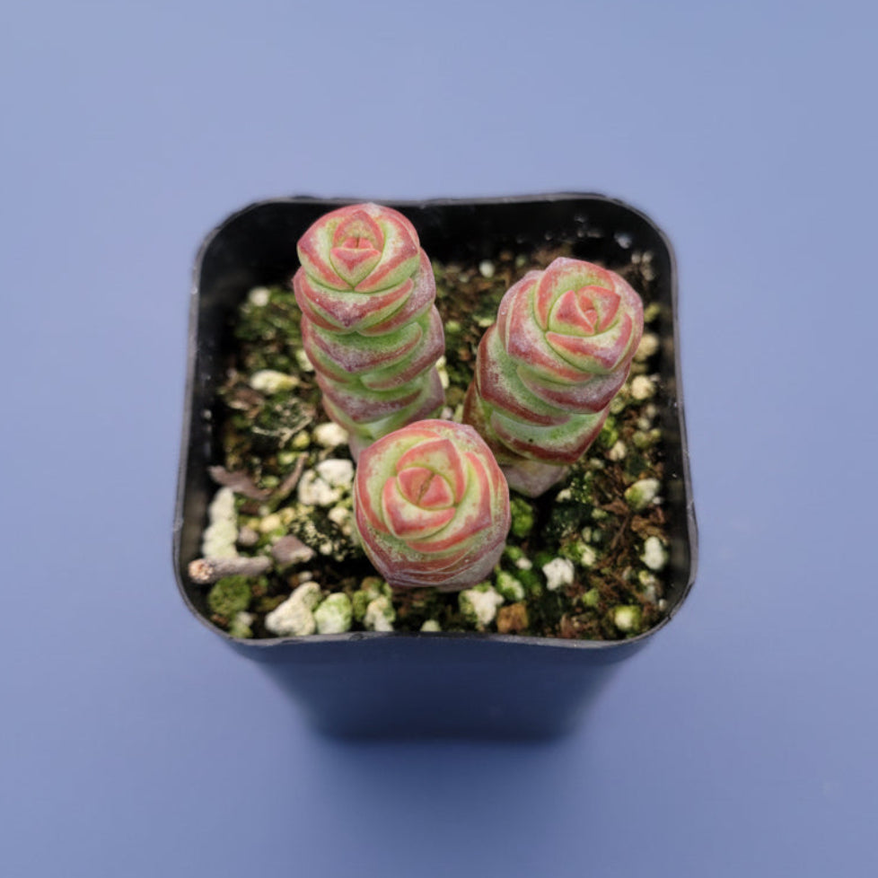 Crassula 'Baby's Necklace' with stacked, spiraling succulent stems.