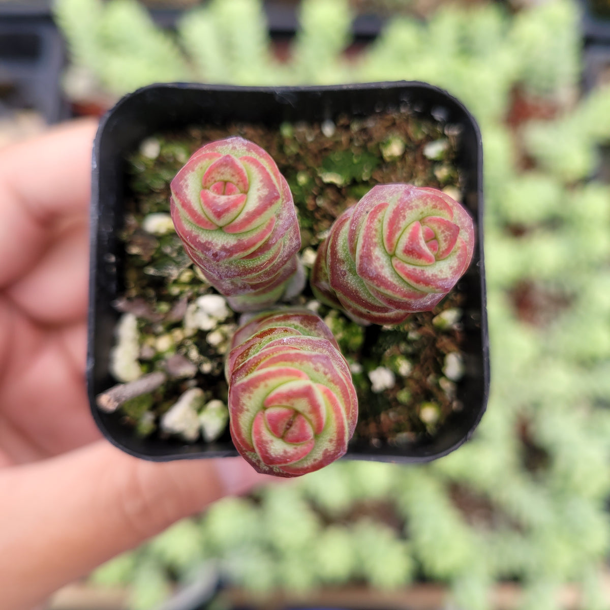 Crassula 'Jade Necklace' - Succulents Depot