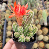 Echinopsis chamaecereus Peanut Cactus with green, spiny stems and a bright orange-red bloom, potted among similar small cacti.