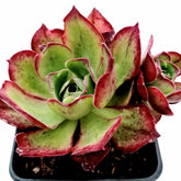 Aeonium Akafuji 'Red Fuji' succulent with red-tinged green leaves.