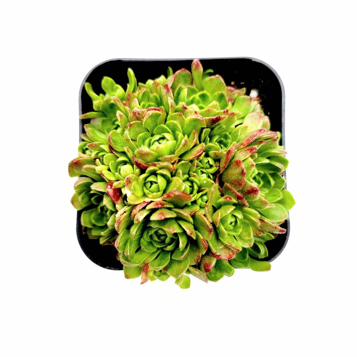 rosularia succulent Rosularia platyphylla