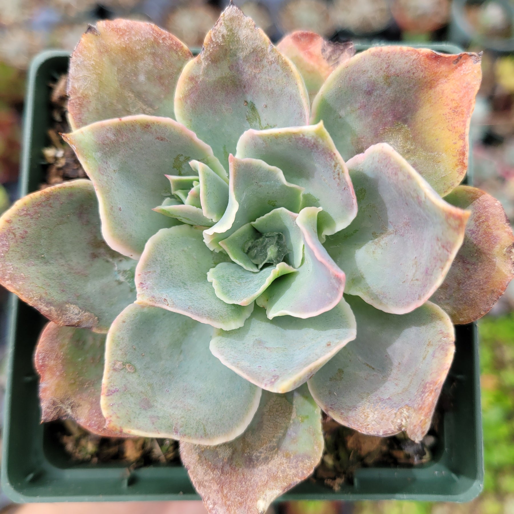 domingo succulent Echeveria 'Domingo'