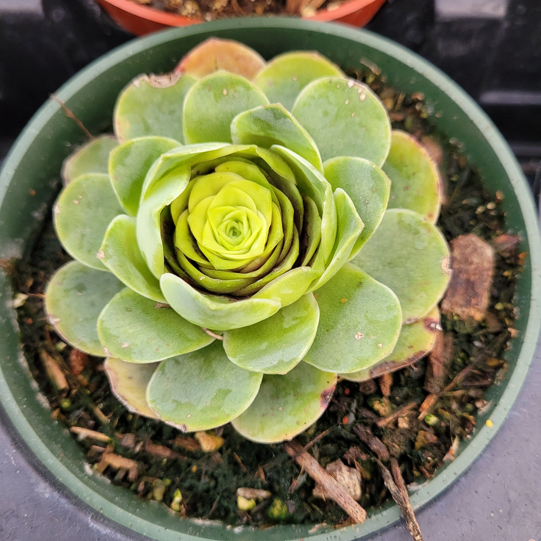 succulent greenovia Greenovia aurea 4 Inch