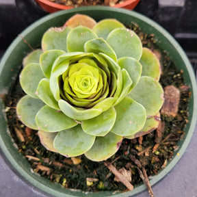 greenovia aurea 'purple rose succulent' Greenovia aurea 4 Inch